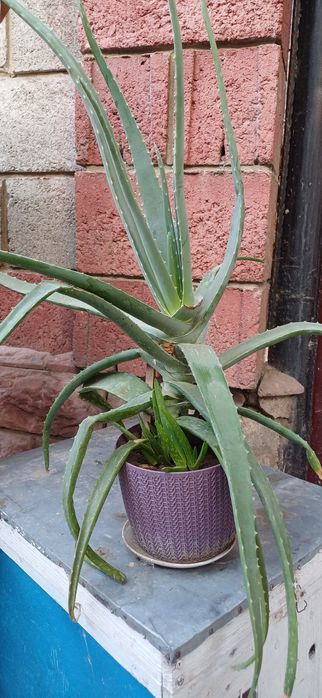 Продам взрослое алое