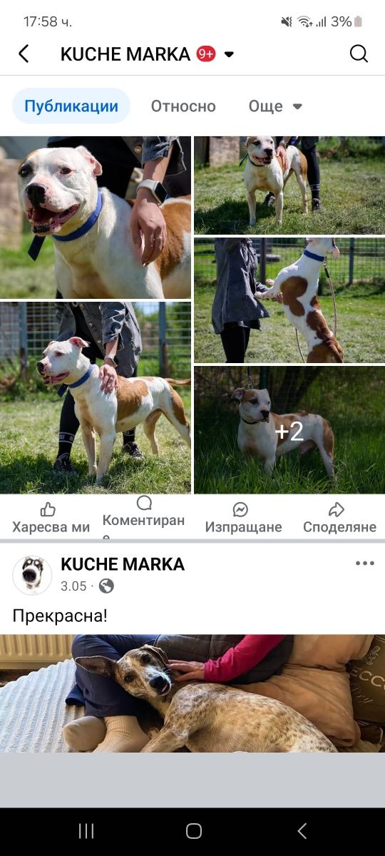 Гледане на животни