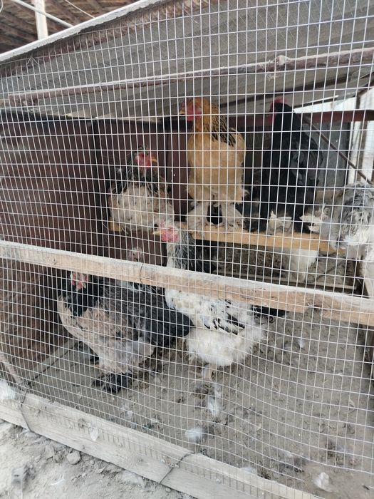 Брама Товуклари Сотилади