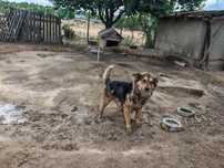 Donez caine metis, bun de paza
