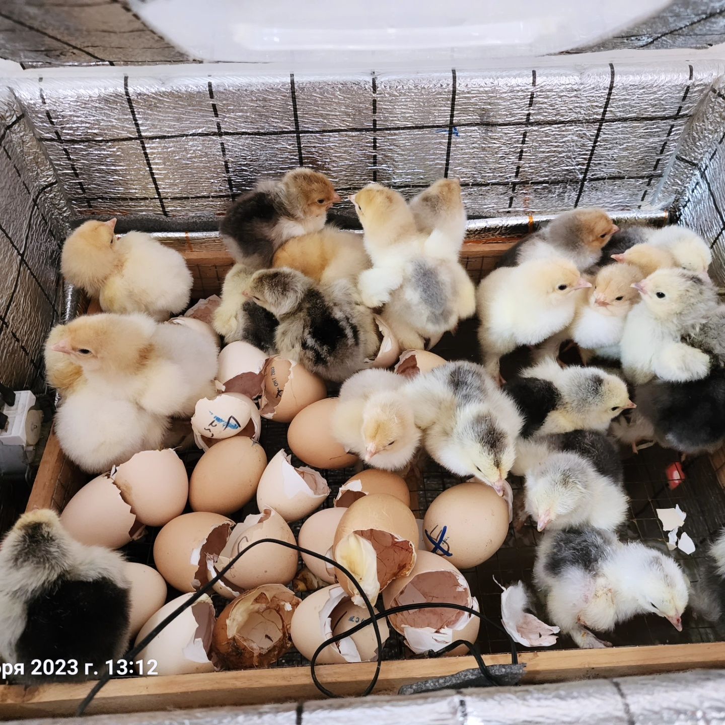 Nest   Inkubator