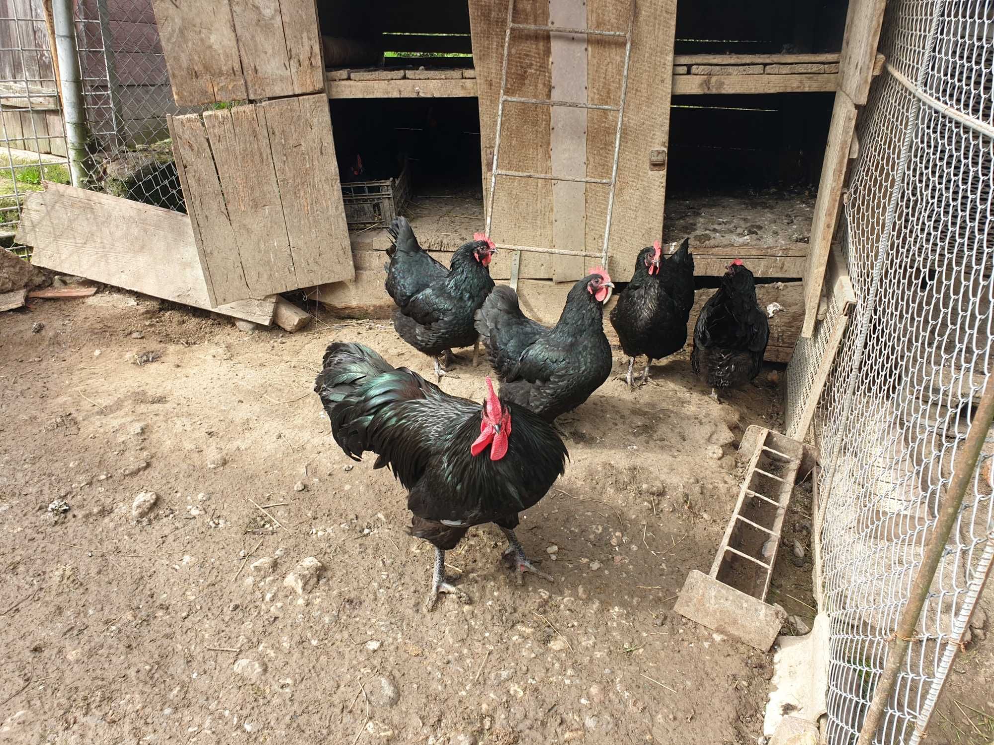 Ouă pentru incubat găini de rasă Australorp negru