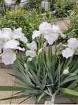Rizomi iris alb gradina