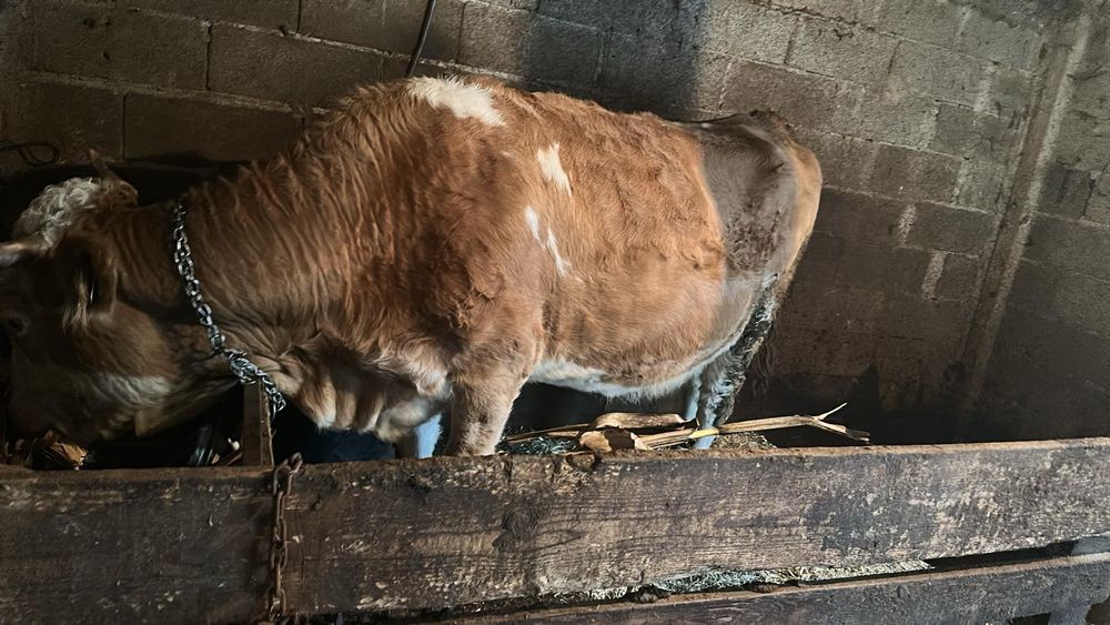 Vaca bălțată românească