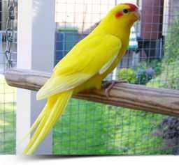 Продам попугай какарики