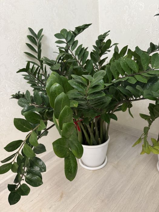 Продается замиокулькас, Долларовое дерево 3 горшка