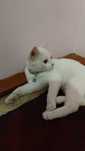 Котёнок турецкая ангора