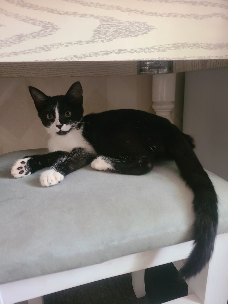 Котёнок бесплатно!