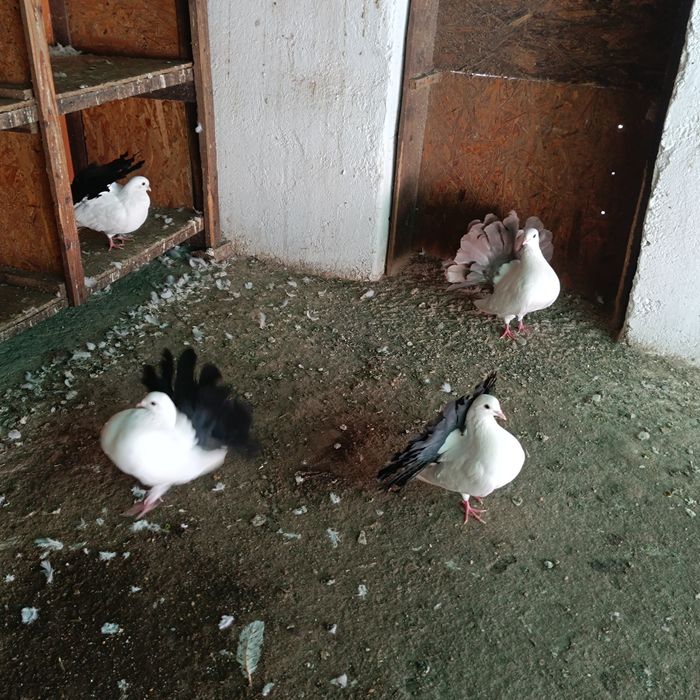 Vând voltați albi și albi cu coada neagră