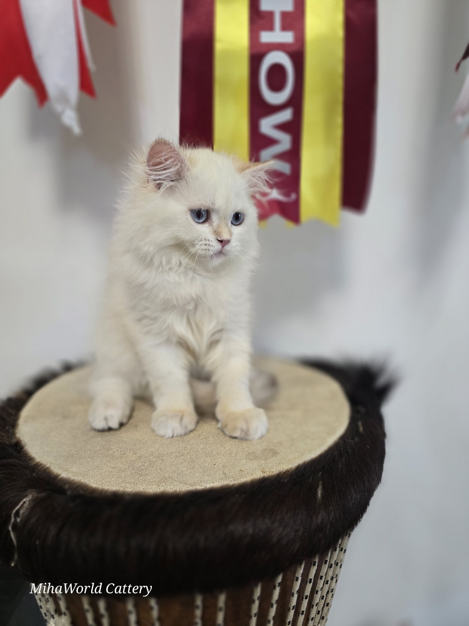 British longhair, pui, băiat, pedigree