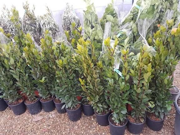 DAFIN (Laurus Nobilis )