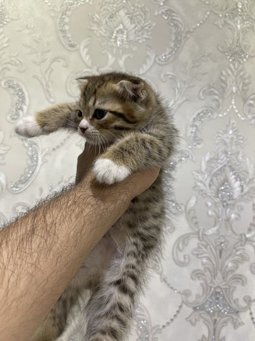 Скотиш фолд. скотиш фолд