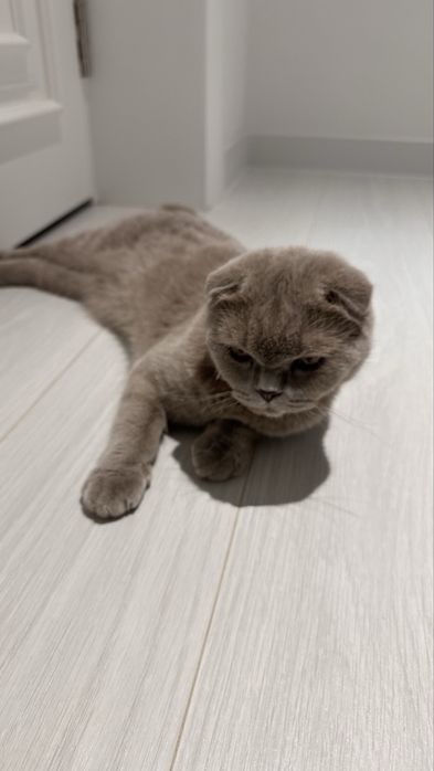 Скотиш вислоухая кошка самка