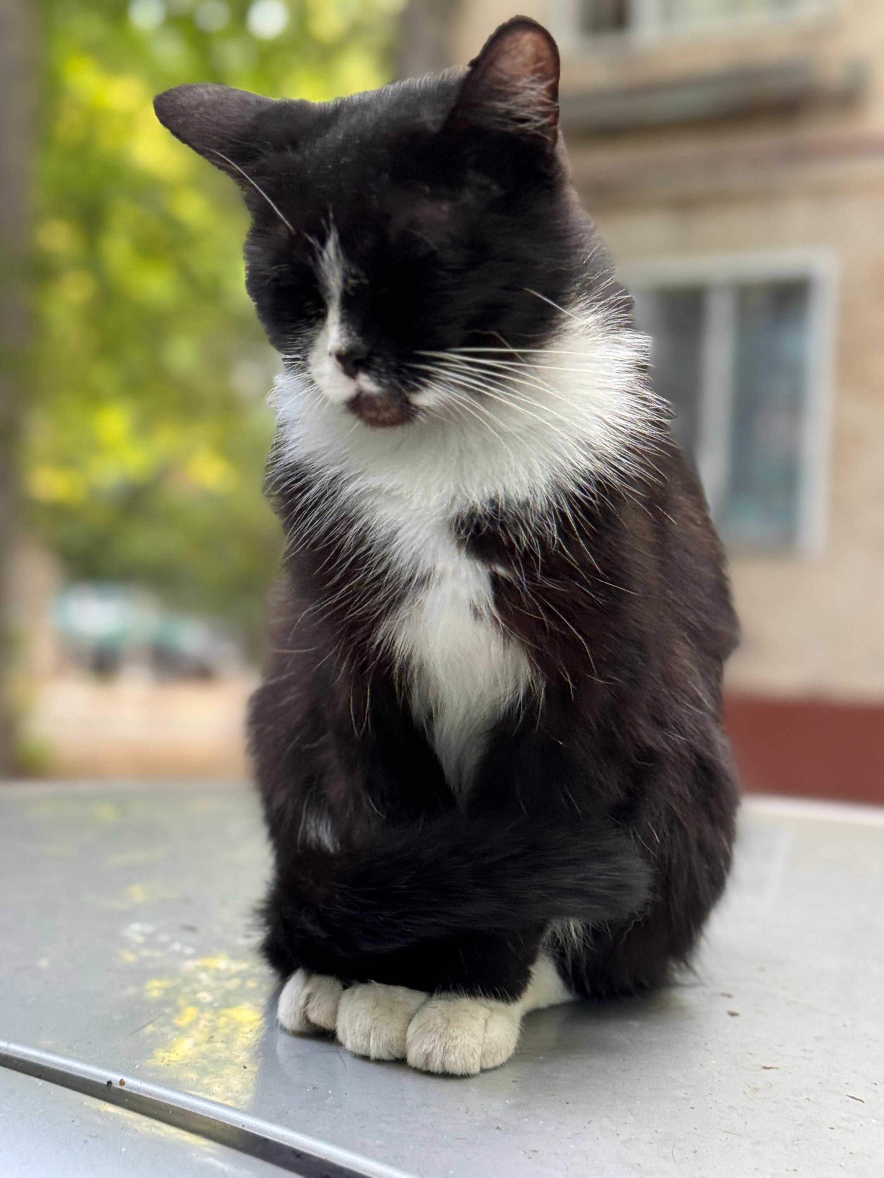 кошка (девочка) 2 года