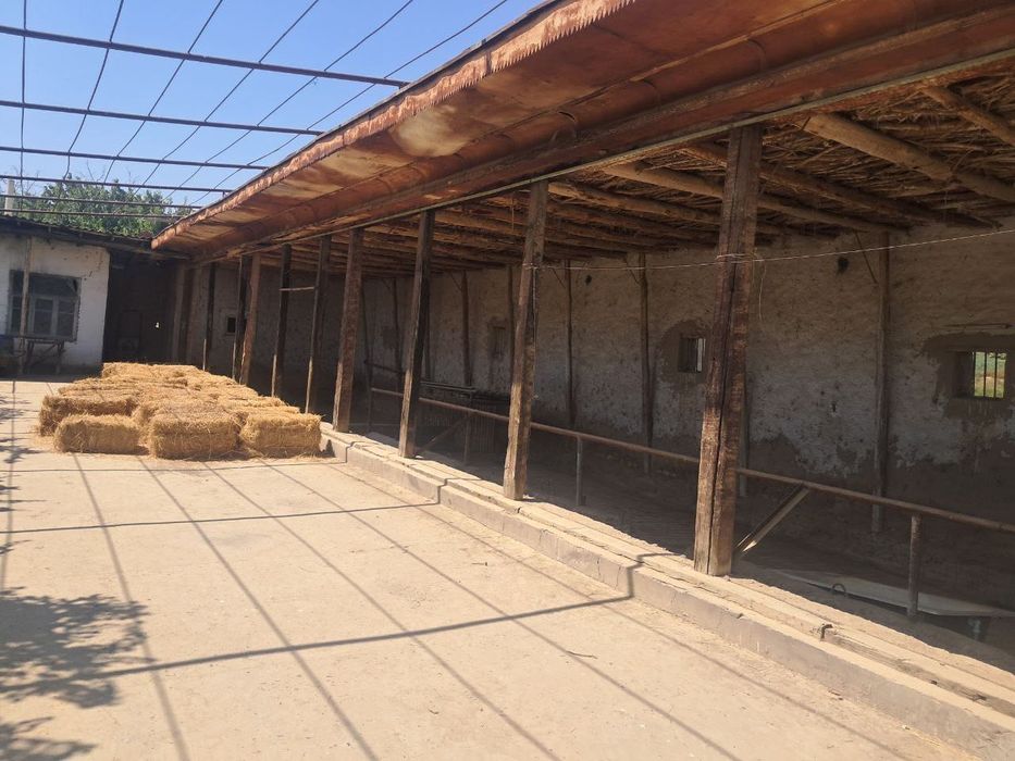 Yangiyul tumanida qora mol un ferma issiqxona teplitsasi bn sotiladi