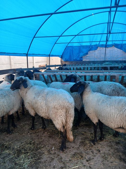 Vând 30 de oi carabase