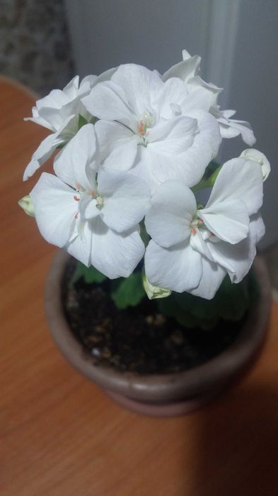 Герань белая цветущая