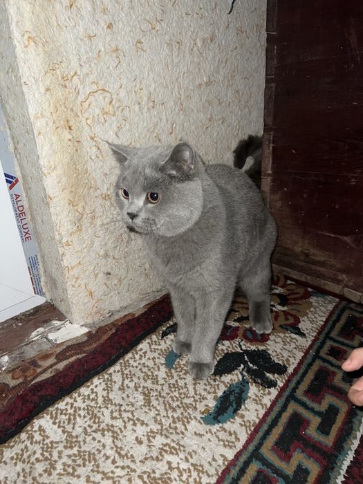 Mushuk zottor narxini kelshamiz orzonro qlib beraman