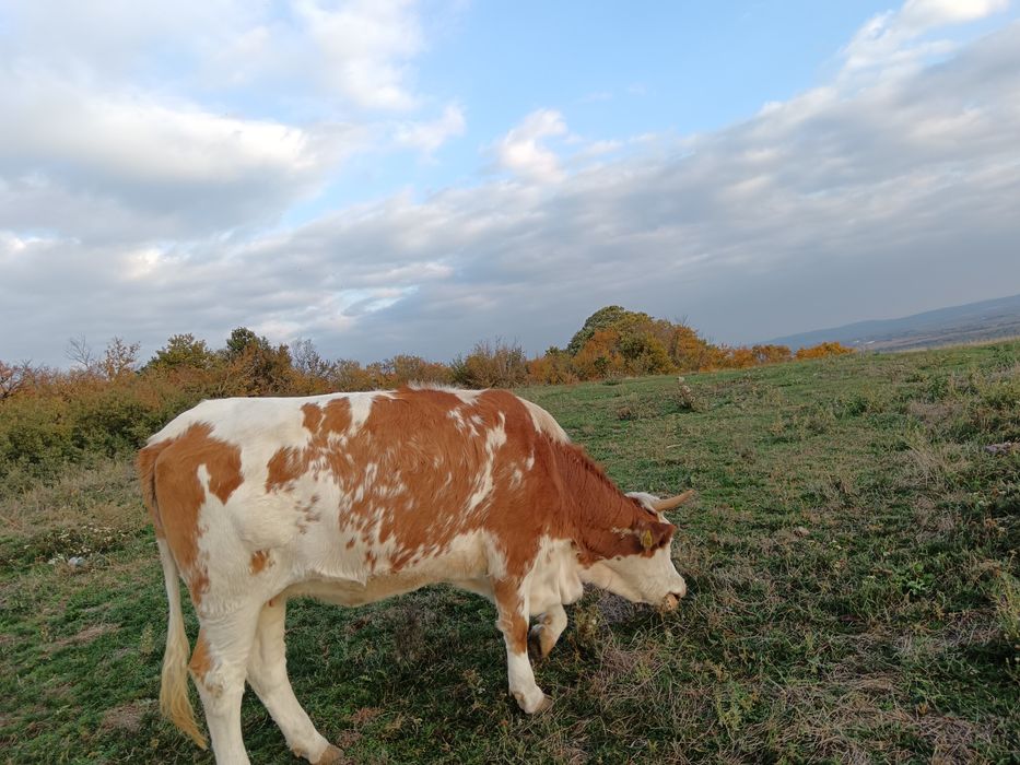 Vând juninci gestante