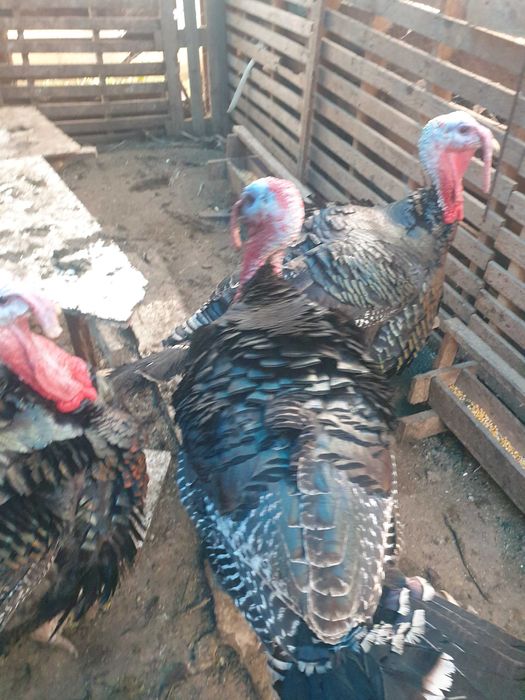 Curcani crescuți în curte, 20kg/bucata