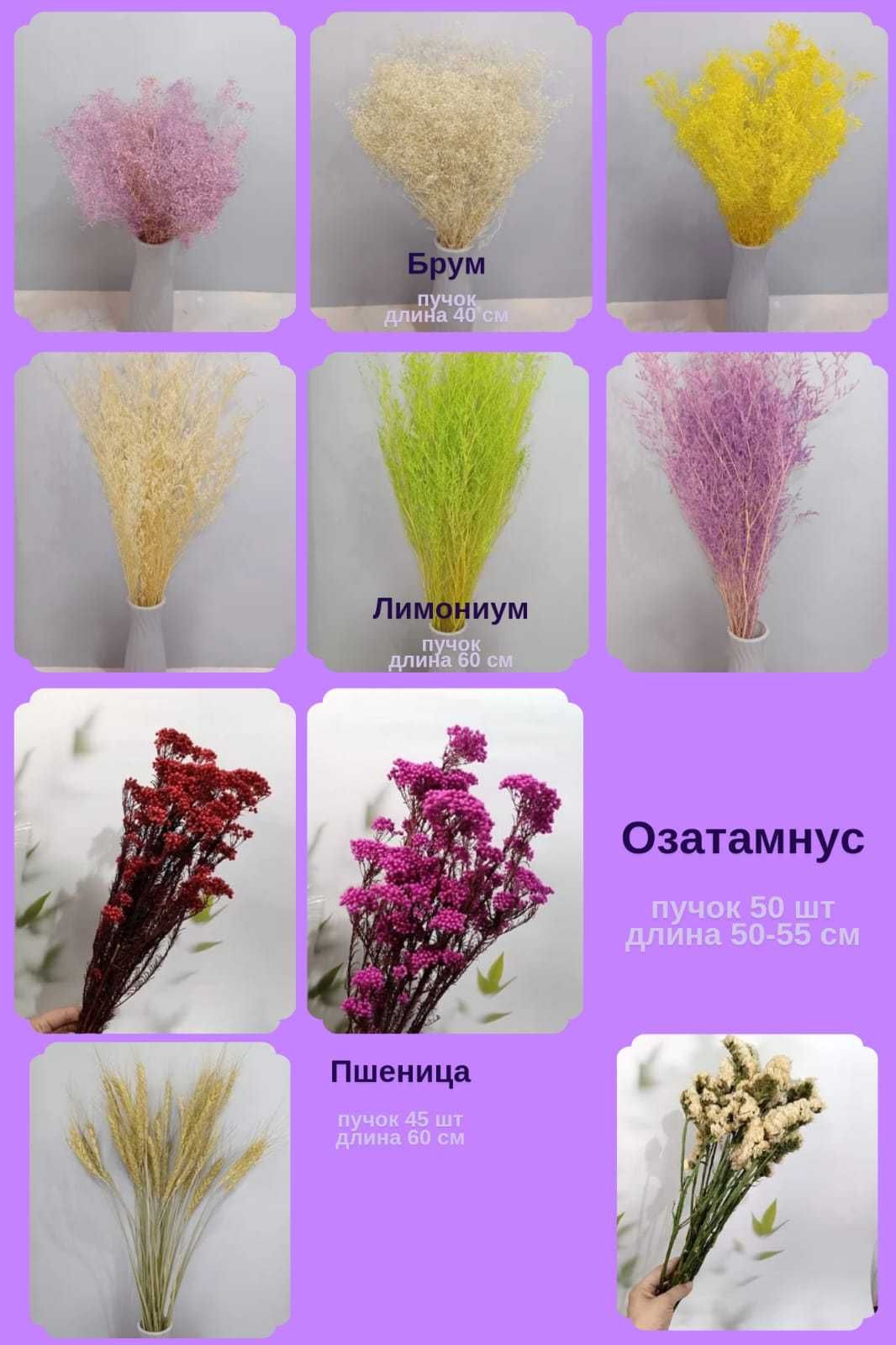 Сухоцветы и стабилизированные цветы широкий ассортимент