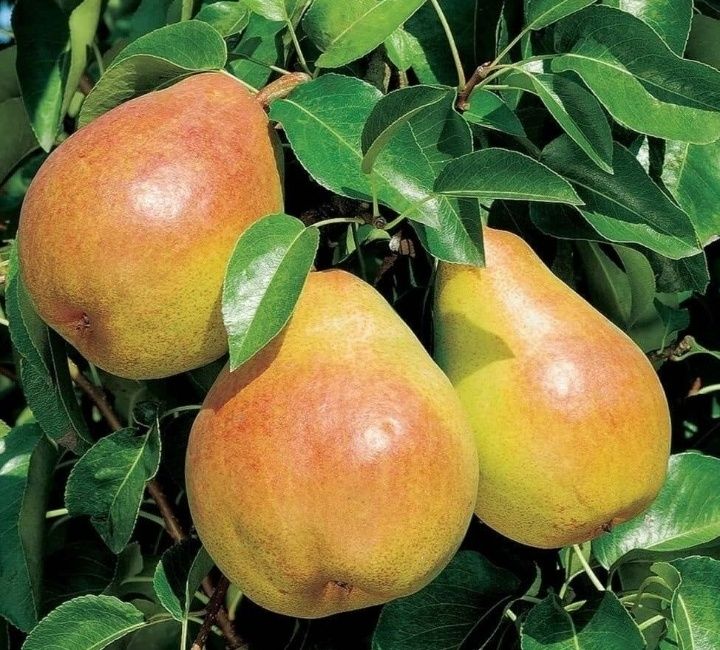 Par (Soiul Decana Comisiei )