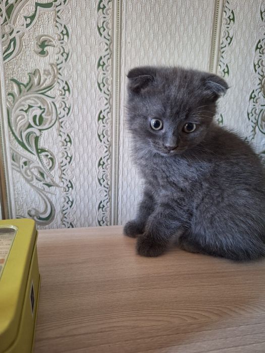 Маргау сатам арзанга