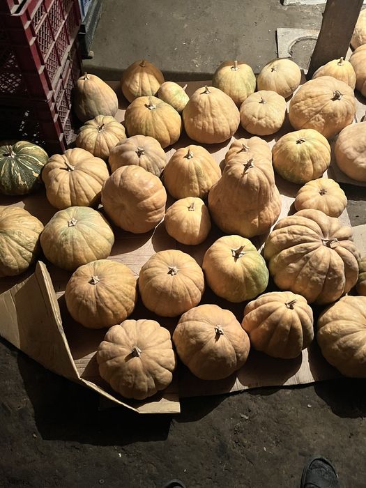 продам мантную тыкву