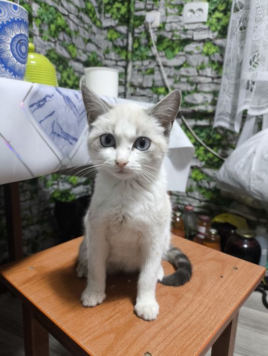 Кошечка ищет новый дом