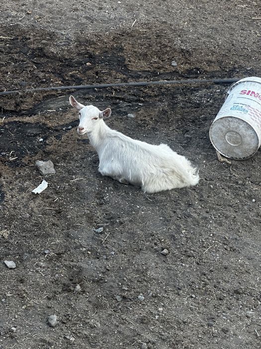 Лак сатылады заанен