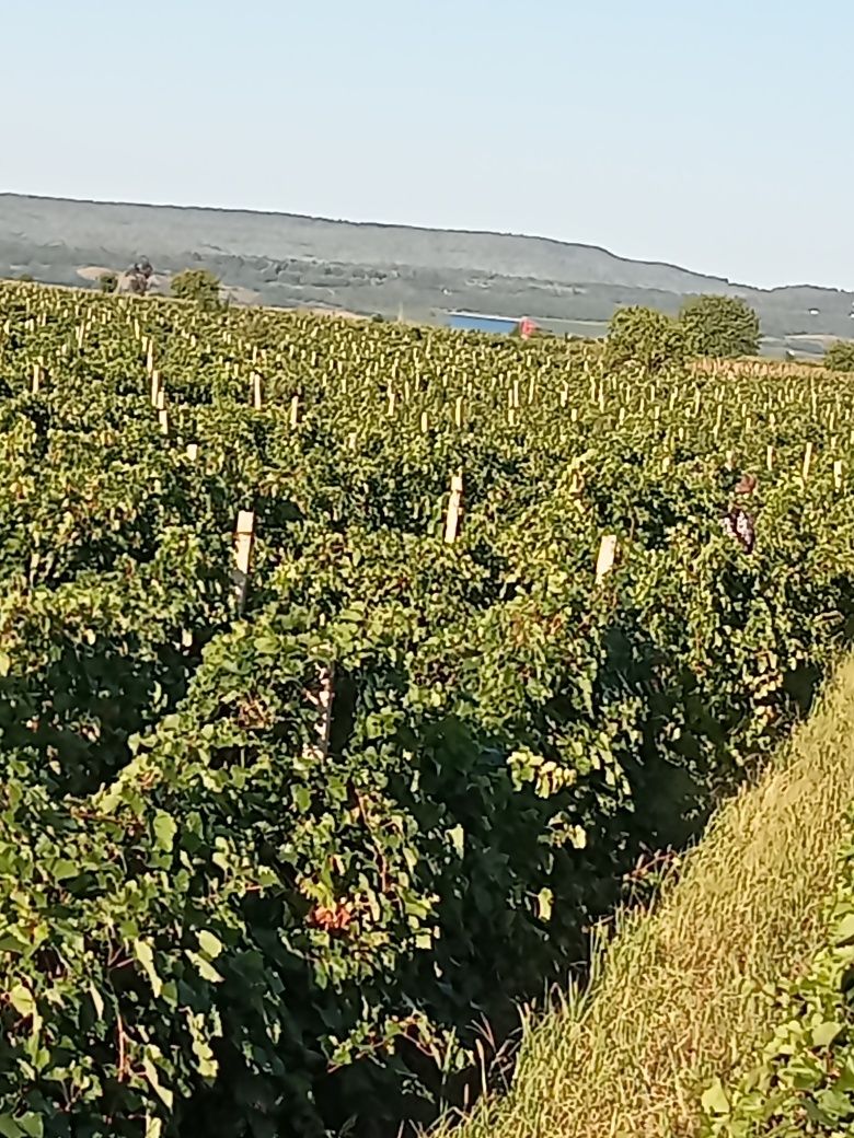 Struguri de vin feteasca regala resling galbena odobesti