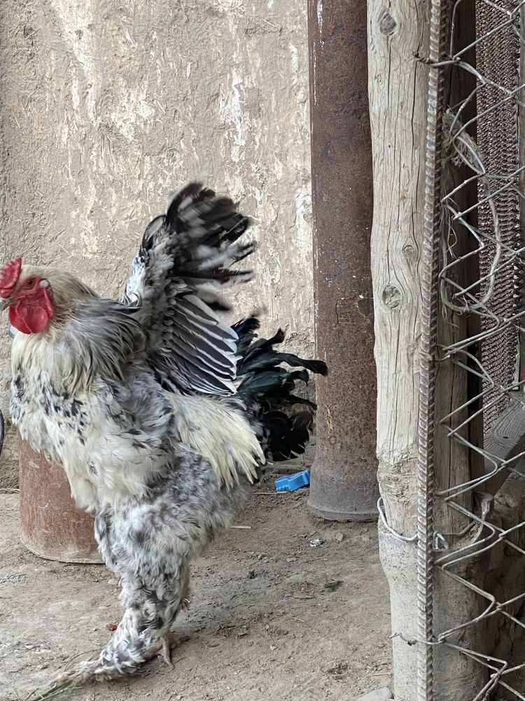 Brama xoʻrozi sotiladi