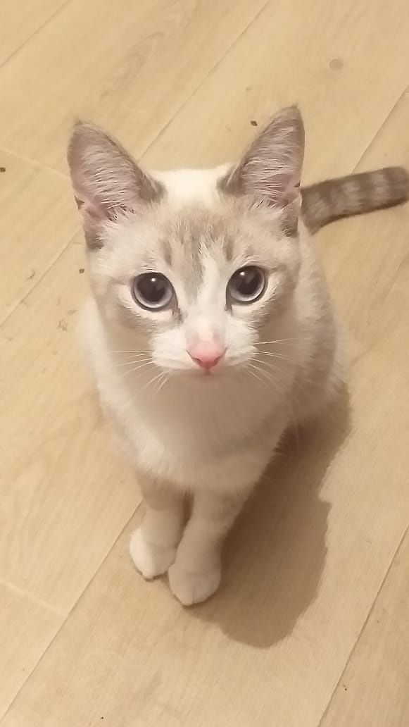 Отдам красивую кошечку в добрые н
