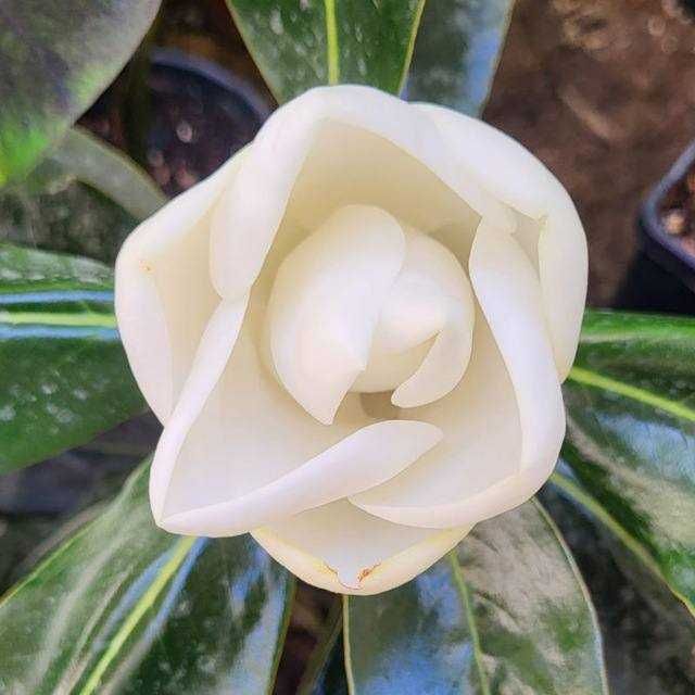 Magnolia little gem / susan / sulanja