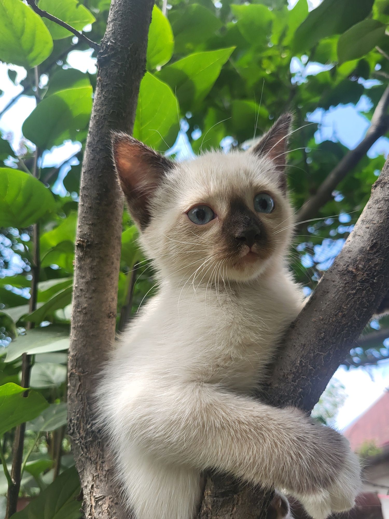 Котята ищут заботливых хозяев