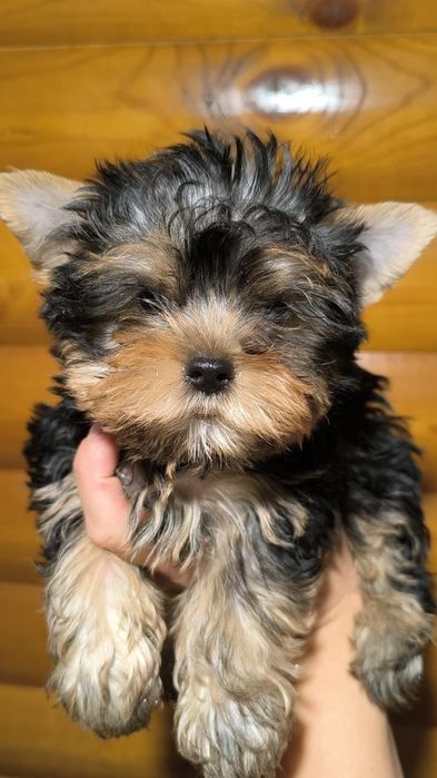 Йорки мальчики готовы к переезду