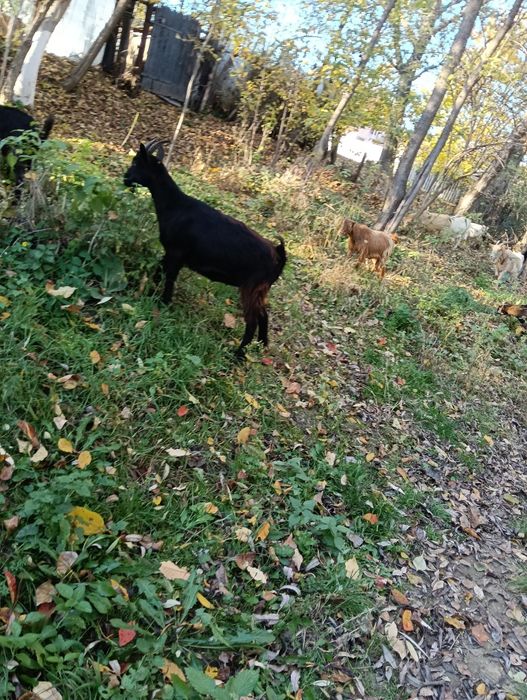 De vânzare capre românești
