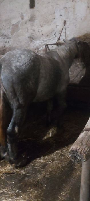 Iapa deresa și armasar