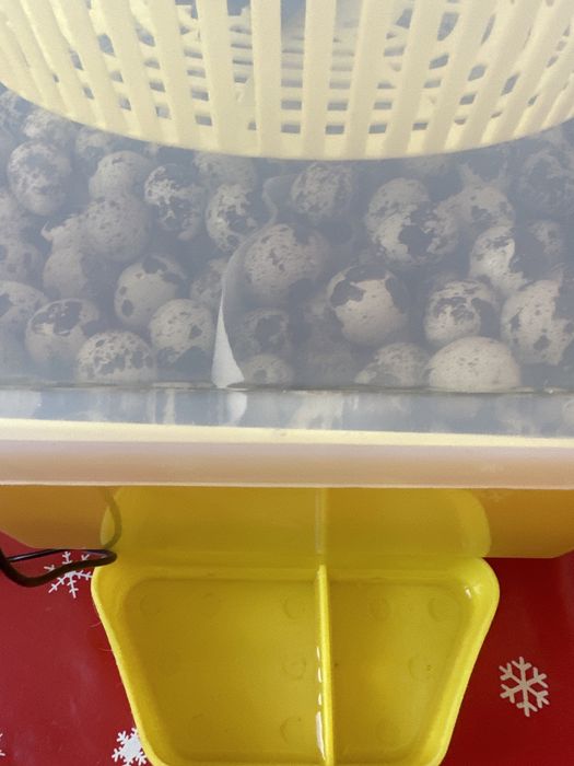 Pui prepelite de o zi,prepelite(diferite vârste și rase oua /carne)