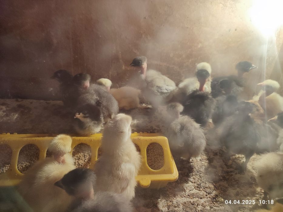 Продам суточных цыплят
