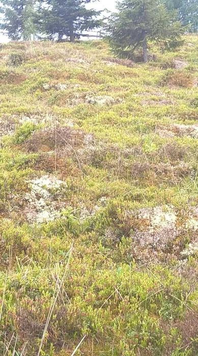 Vând teren ideal pentru cabană - Măguri-Răcătău (2000mp)