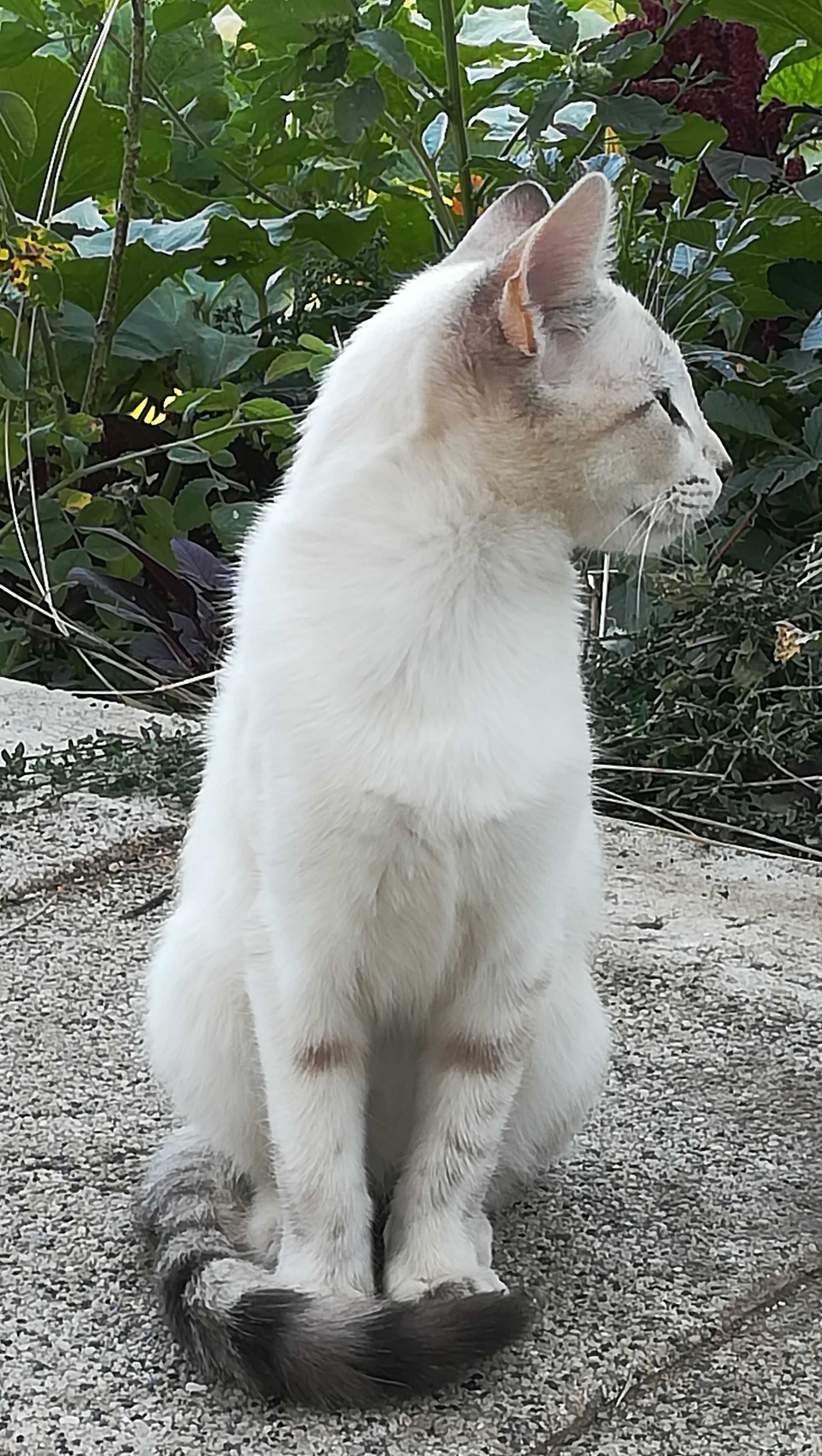 Коте женско бяло на 5 месеца