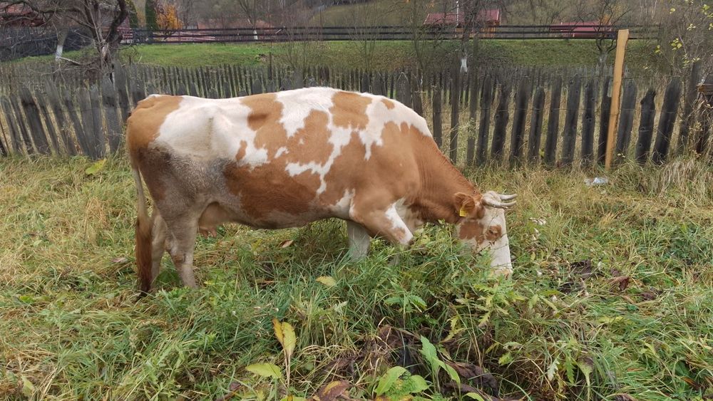 Vaci de vinzare de lapte