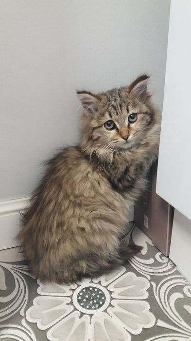 Ищу дом котшечке.