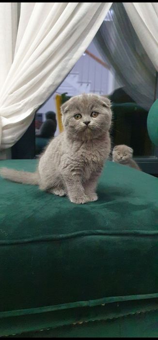Scottish fold blue