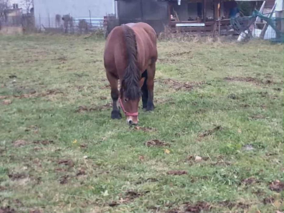 Iapa de vînzare vârstă 4 ani