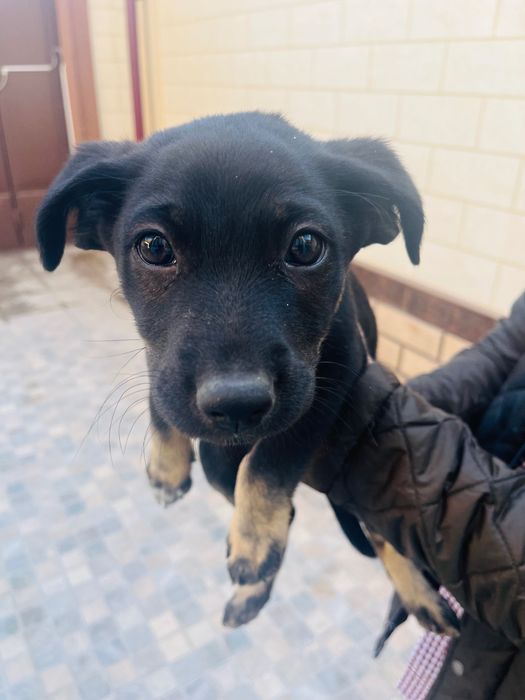 Два очаровательных щенка в добрые руки!