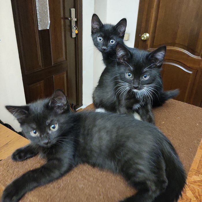 Котята котёнки в количестве 2 штук