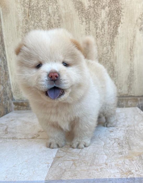 Chow Chow   foarte cuminti