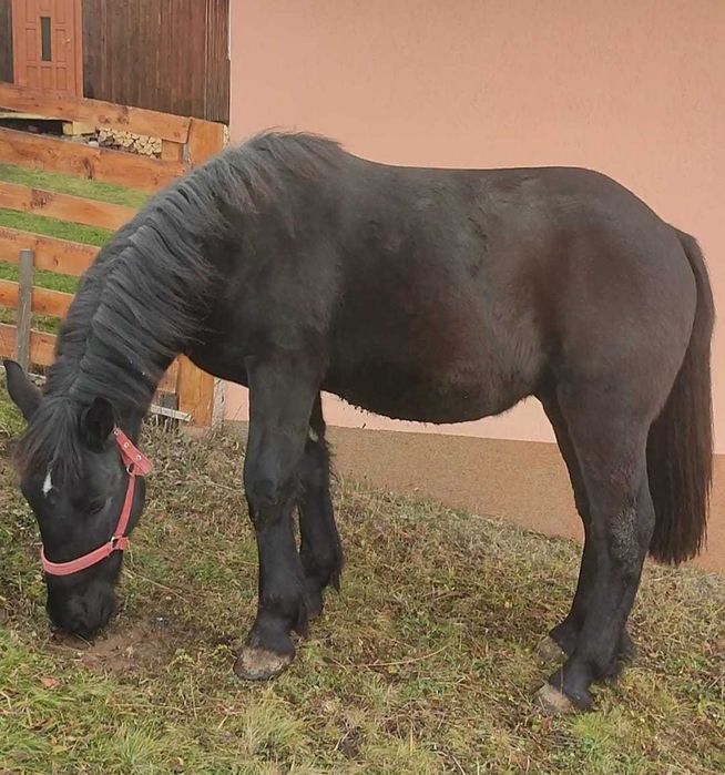 Vând mânz de 1 an și 7 luni